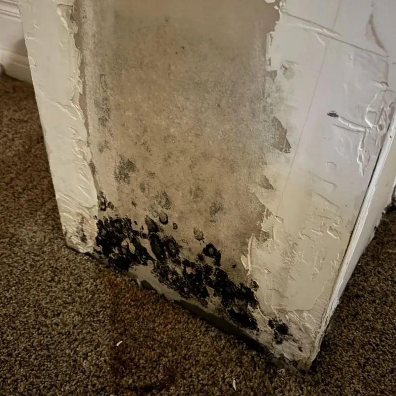 Professional Mold Removal in Medford, OK